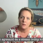 Az agresszió és a stressz ördögi köre